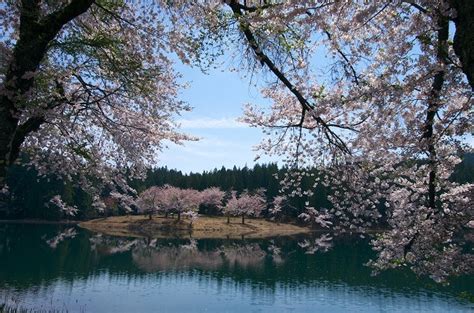 津南 中子の桜 初心者の写真