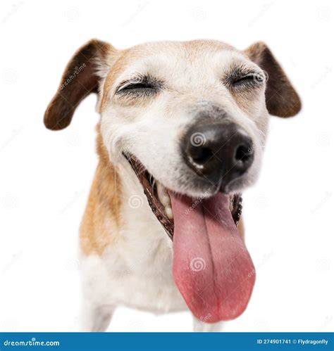 Happy Smiling Dog With Closed Eyes Silly Senior Dog Face Enjoying Fun