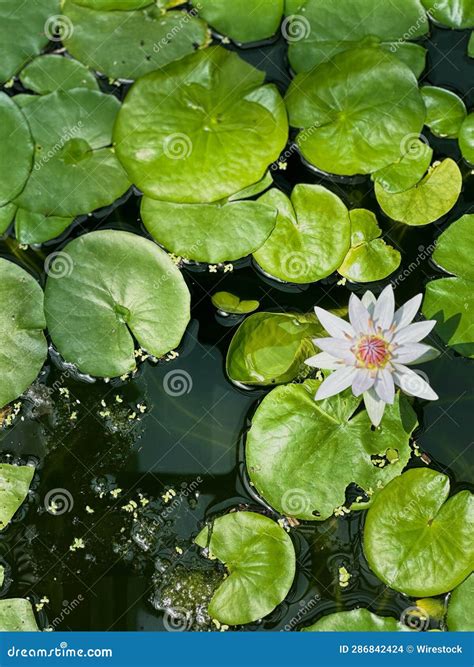 Single Lily Flower in Bloom Surrounded by Lush Green Lily Pads in the