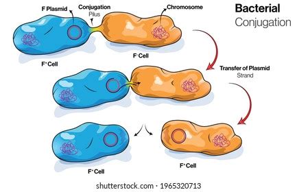 Bacterial Conjugation Diagram