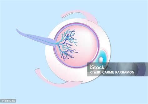 Menschliches Auge Anatomie Stock Vektor Art Und Mehr Bilder Von