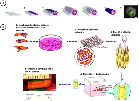 Scaffold Free Bioprinting Of Nerve 3D Bio Conduits I Fabrication Of