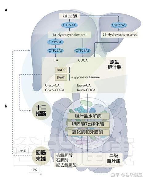 什么是胆汁酸，其与肠道微生物互作如何影响人体健康 知乎