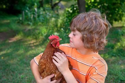 Pet Chicken Breeds Pet Chickens Breeds, Baby Chickens, Raising Chickens ...