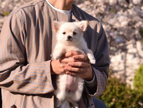 お迎え初日の飼い主とワンコ 初々しさあふれる抱っこ写真にほっこり おたくま経済新聞