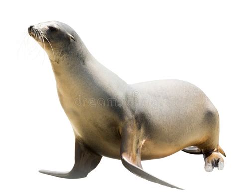 Earless seal stock image. Image of otariid, female, cutouts - 46128257