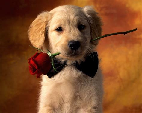 Valentine's Day Puppy Wallpapers - Top Free Valentine's Day Puppy ...