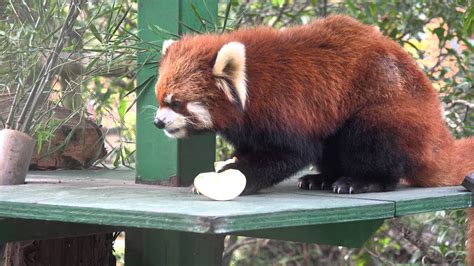 羽村市動物公園 レッサーパンダ 玲玲（リンリン）red Panda Rin Rin Youtube