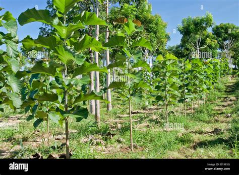 Young Teak plantation 'Tectona grandis' Stock Photo: 52449756 - Alamy