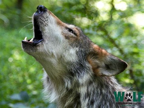 Wolf Conservation Center 🐺 on X | Wolf conservation center, Mexican ...