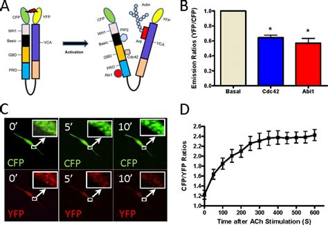 Activation Of N Wasp In Vitro And In Live Smooth Muscle Cells A Download Scientific Diagram