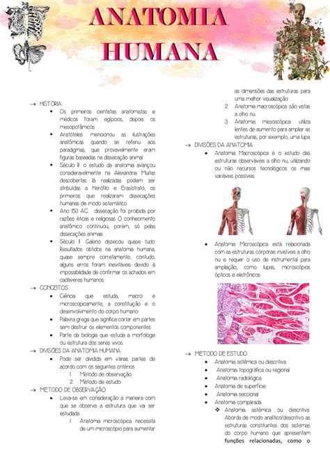 Resumo De Anatomia Humana Resumos Anatomia