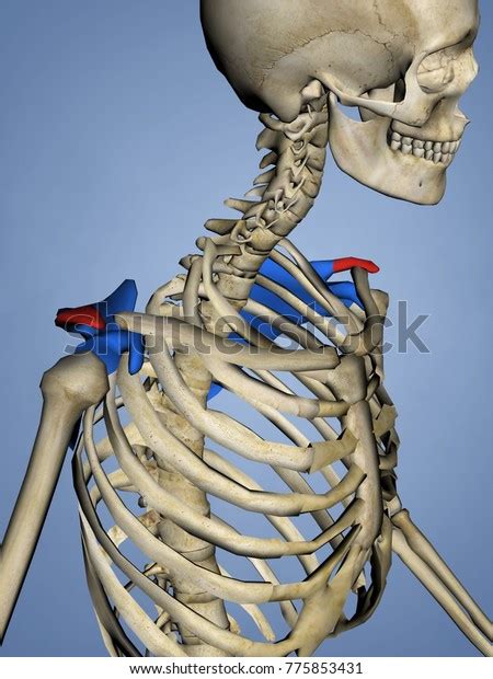 Acromion Scapula Mskelscapulaacromion 14 3d Model Ilustración De Stock 775853431 Shutterstock