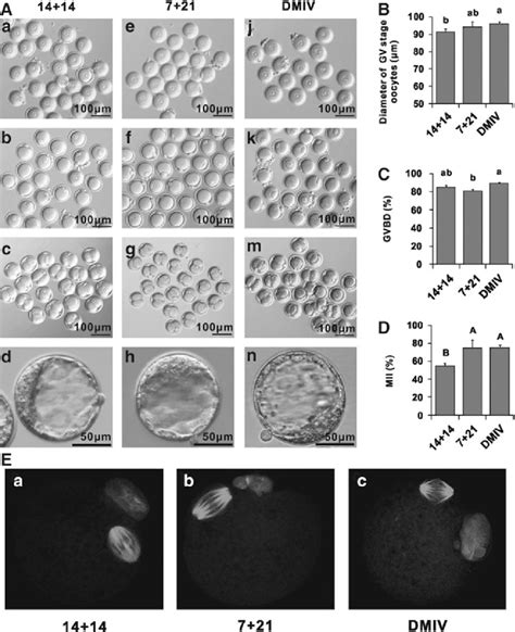 Ivm Fertilization And Early Embryo Development Of Oocytes Retrieved