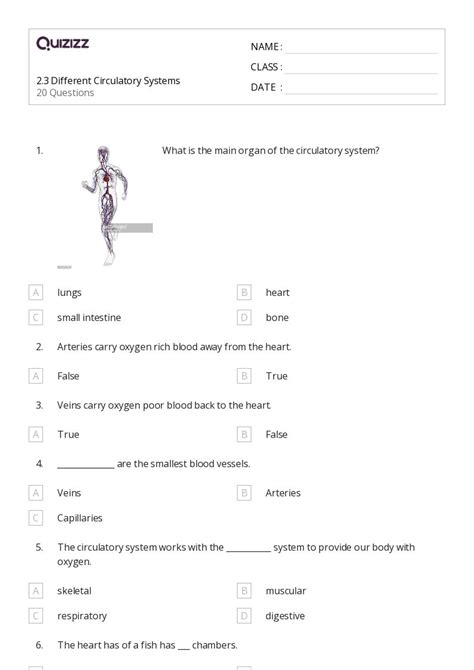 Heart And Circulatory System Worksheet