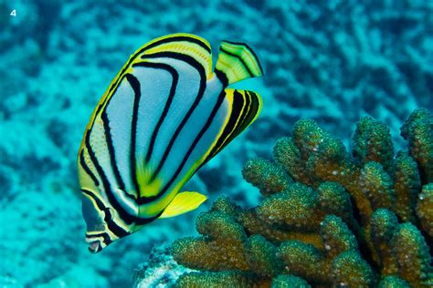 Butterflyfish in a Coral Garden | Roundglass | Sustain