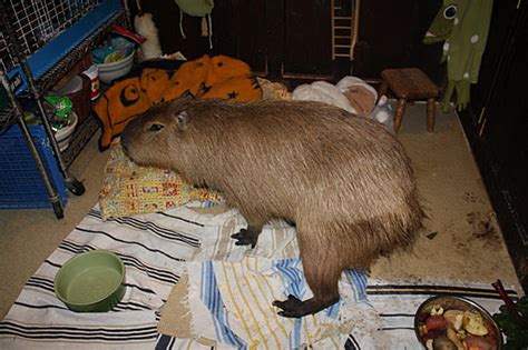 Un Happybara Dobby The Capybara