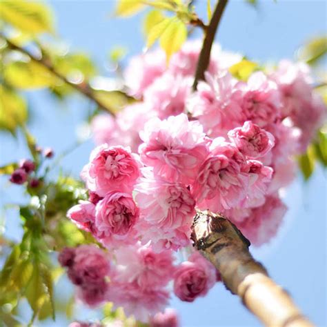 Tree Of The Month Japanese Cherry Blossom Trees Ransoms Garden Centre