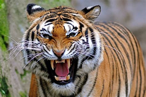 Tiger wallpaper | 2000x1333 | #36729