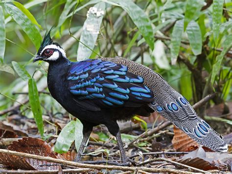 Flickriver: Searching for photos matching 'Palawan peacock pheasant'