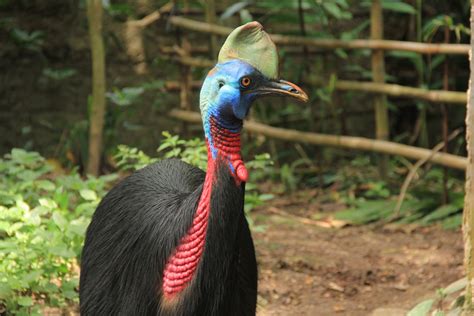 Amazing Facts About Cassowary Mara River Safari Lodge