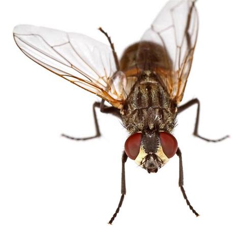 House Fly Female Musca Domestica Bugguidenet