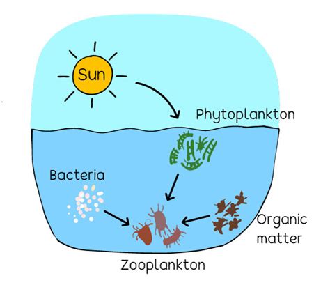 zooplankton  phytoplankton  eats plankton