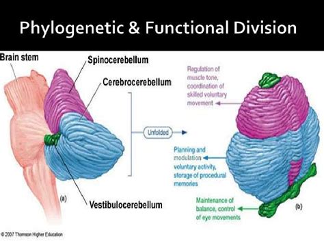 Cerebellum And Learning