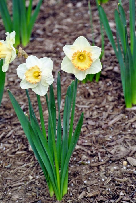 The Martha Stewart Blog : Blog Archive Blooming Daffodils Around the