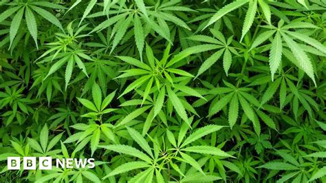 Police Seize Cannabis Plants Worth £400 000 In Dewsbury Raid Bbc News