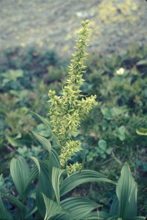 Veratrum Viride American False Hellebore Go Botany