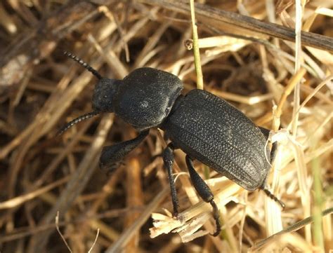 Scaurus Uncinus Naturdata Biodiversidade Em Portugal