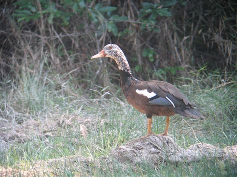 Nest of Globally Endangered White-winged Duck Recorded in Northern ...