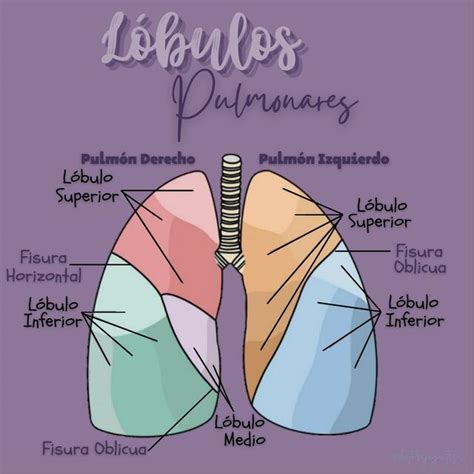 L Bulos Pulmonares Dayanne Mariariel G Mez Herrera Udocz