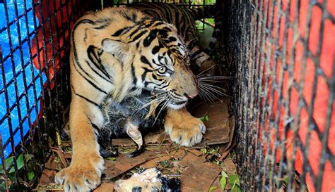 Harimau Bekeliaran Di Aceh Jaya Mangsa Sapi Milik Warga