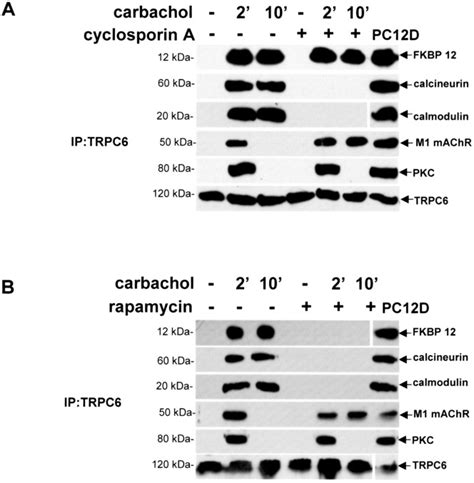 Activation Of M1 Muscarinic Acetylcholine Receptors Stimulates The