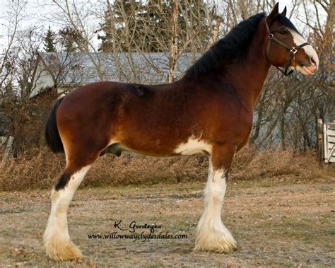 Pin On Draft Horses Clydesdales Shires Percherons Belgians And More