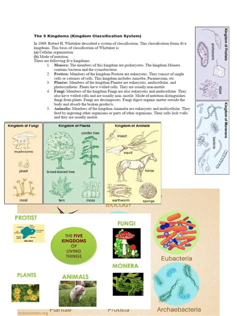 The 5 Kingdoms | PDF