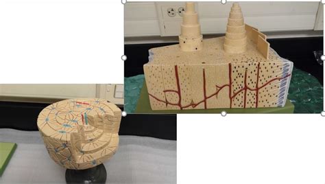 Bone Histology & Osteon Model Diagram | Quizlet