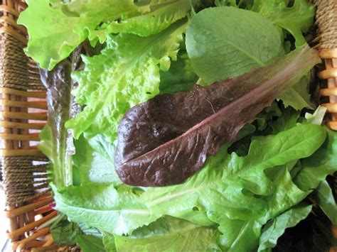 Harvesting Lettuce: How to Harvest and Store Lettuce For Fresh ...