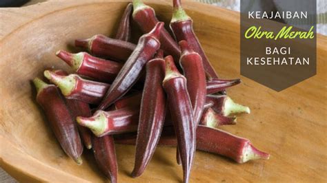 Okra Merah Dan Manfaatnya Bagi Kesehatan Blog Kecipir