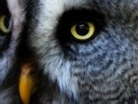 15 Yosemite Wildlife ideas | yosemite, wildlife, animals