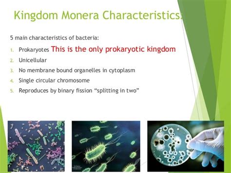 Kingdom monera characteristics