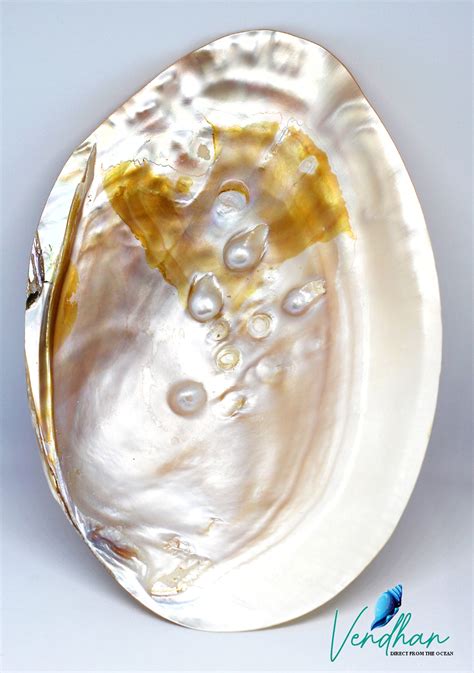 Vendhan Natural Tagged Pearl Oyster Seashell Big Size (2Pc) - Vendhan