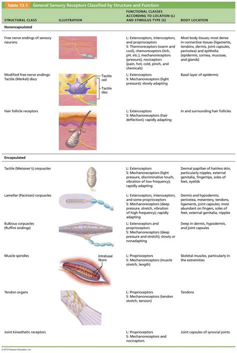 What Is the Function of the Dermal Papillae