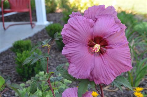 Hardy Hibiscus Pictures National Garden Bureau