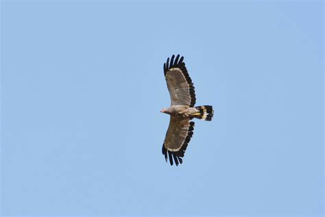 African Harrier Hawk | BirdForum