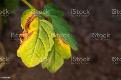 Daun Tomat Yang Tumbuh Terinfeksi Phytophthora Closeup Daun Kering Layu Tanaman Sayuran Di Kebun ...