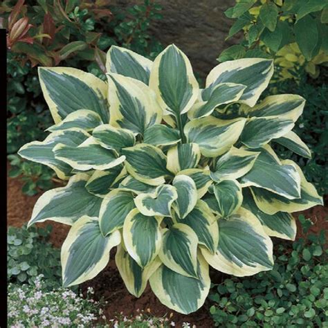 Hosta X Pilgrim Plantain Lily Siteone