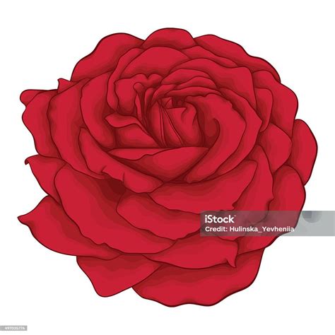 Beautiful Red Rose Isolated On White Background Stock Illustration Download Image Now 2015